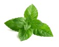Fresh mint in closeup